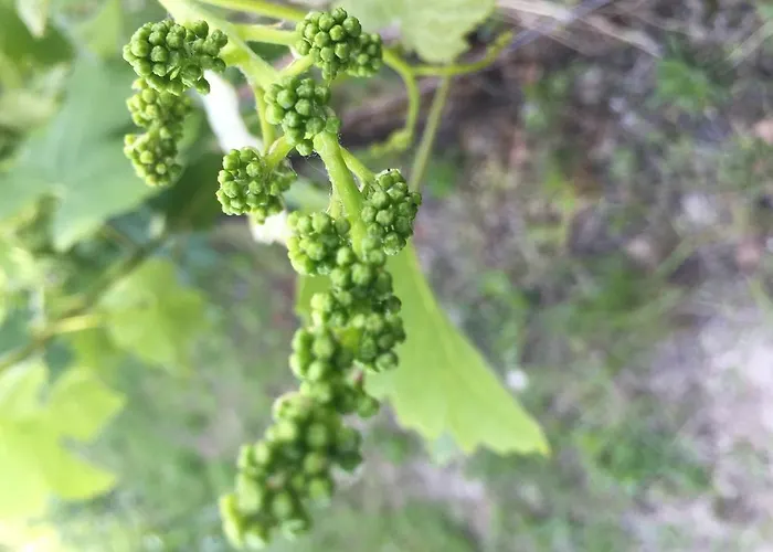 La Casa Gialla Monforte dʼAlba